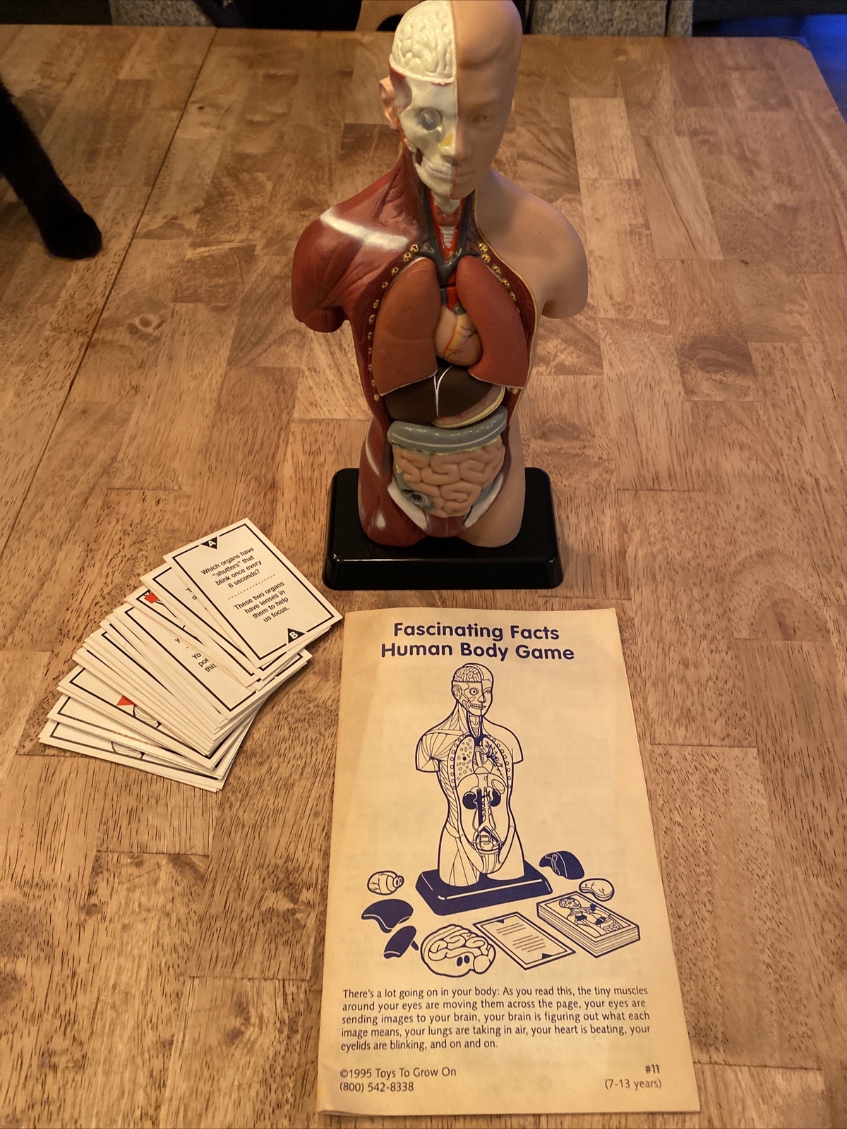 1995, Human Body Take Apart Game, Toys To Grow On, Model #11. In Great Condition
