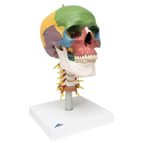 3B Scientific A20/2 Didactic Human Skull Anatomy Model On Cervical Spine