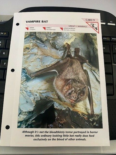 VAMPIRE BAT CARD 9 Wild Life Fact File Animal Card School Insert