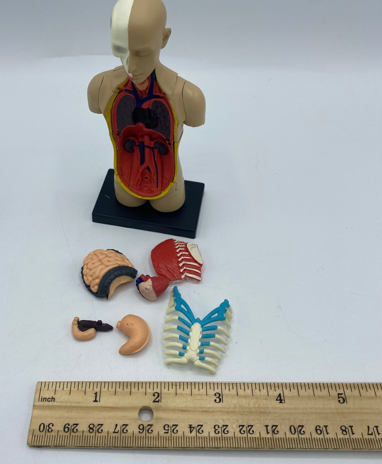 Edu-Toys 50cm Human Torso Anatomy Model Kit 4D Human Heart Anatomy Model