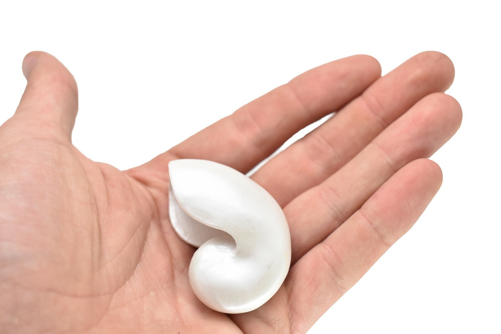 Nautilus Shell, Seashell, Ocean, Toy, Model, Gift, 2″ F4113 B96