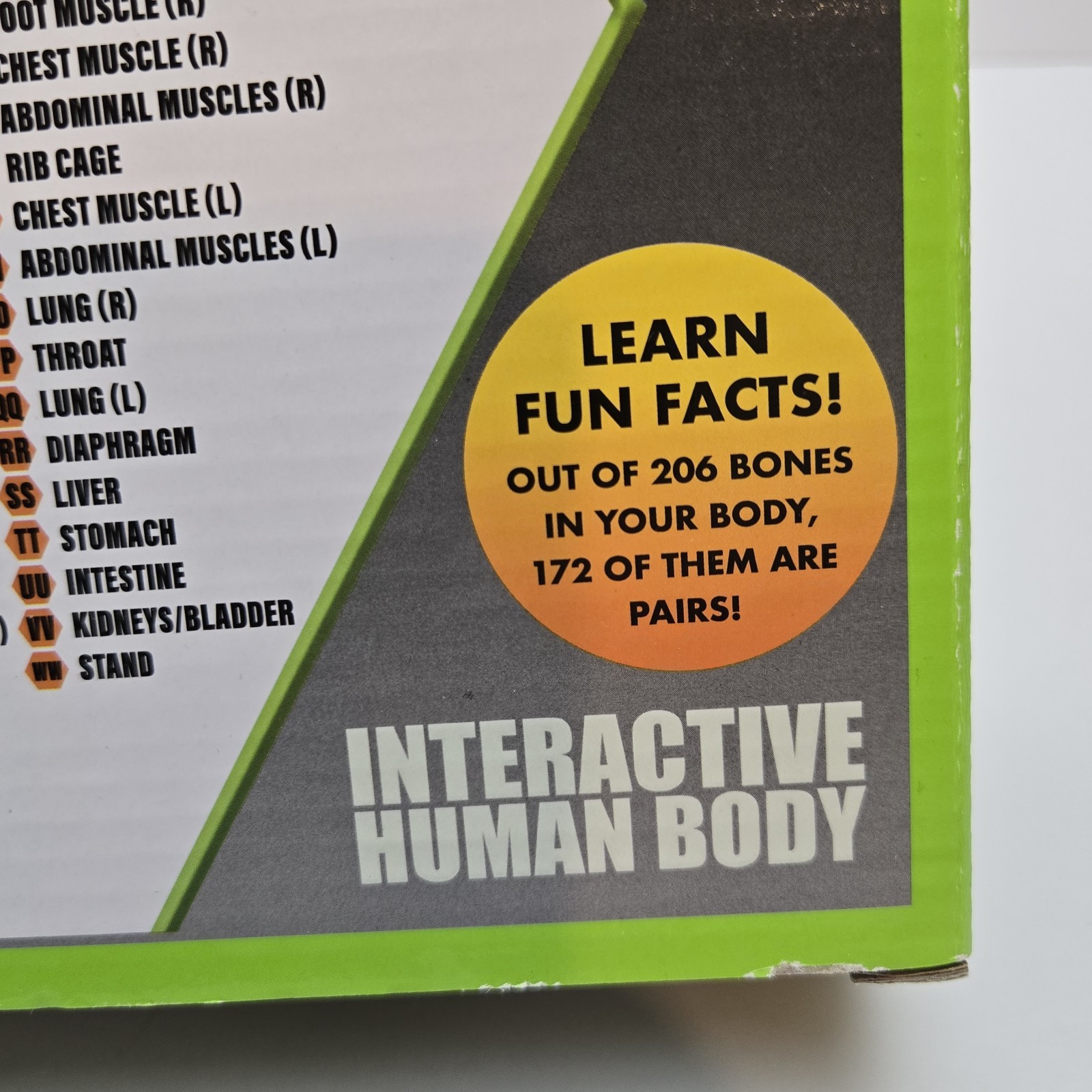 3D Human Body Puzzle Model STEM Toy by Be Amazing! Toys is an educational design