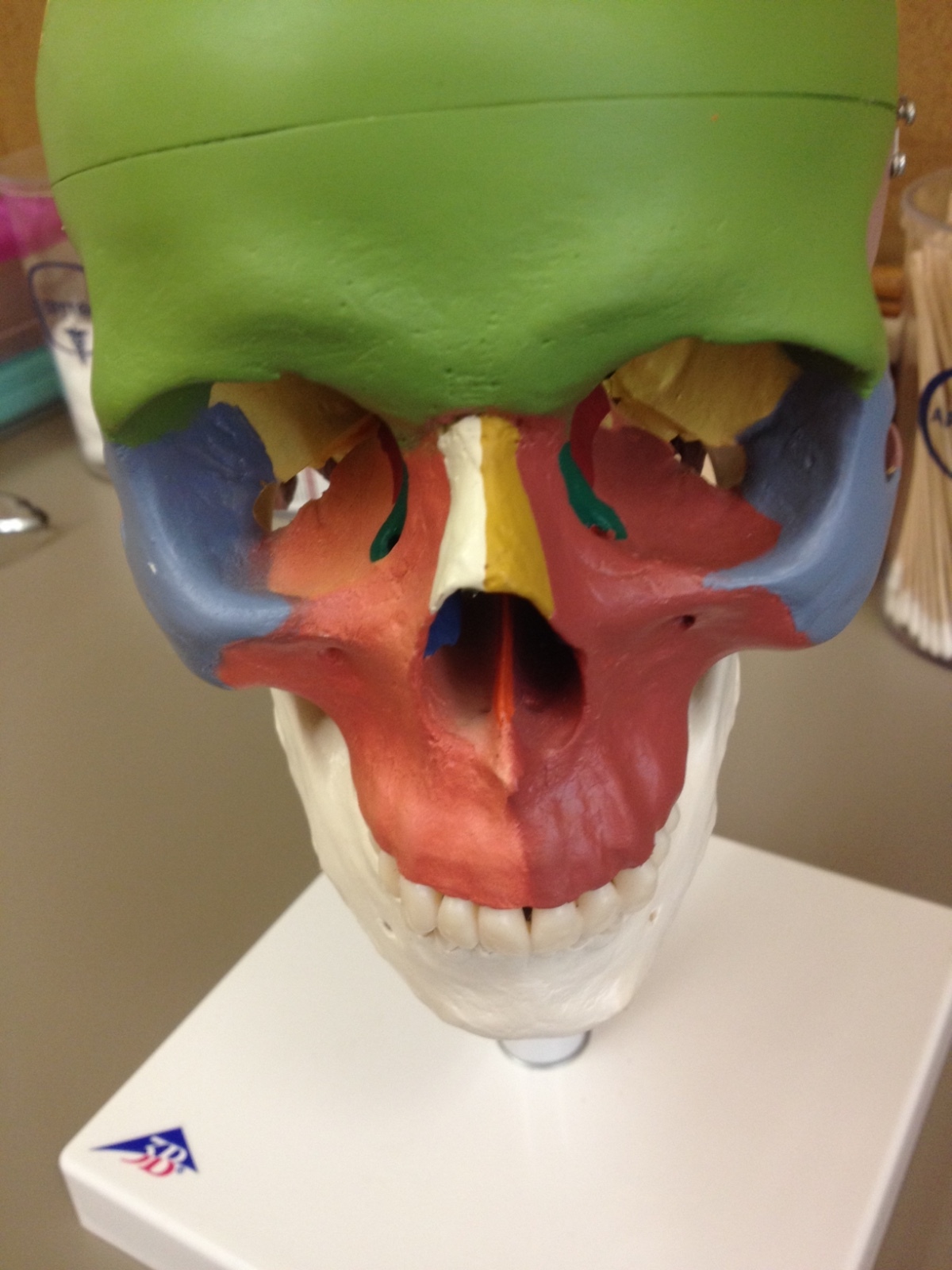 3B Scientific A20/2 Didactic Human Skull Anatomy Model On Cervical Spine