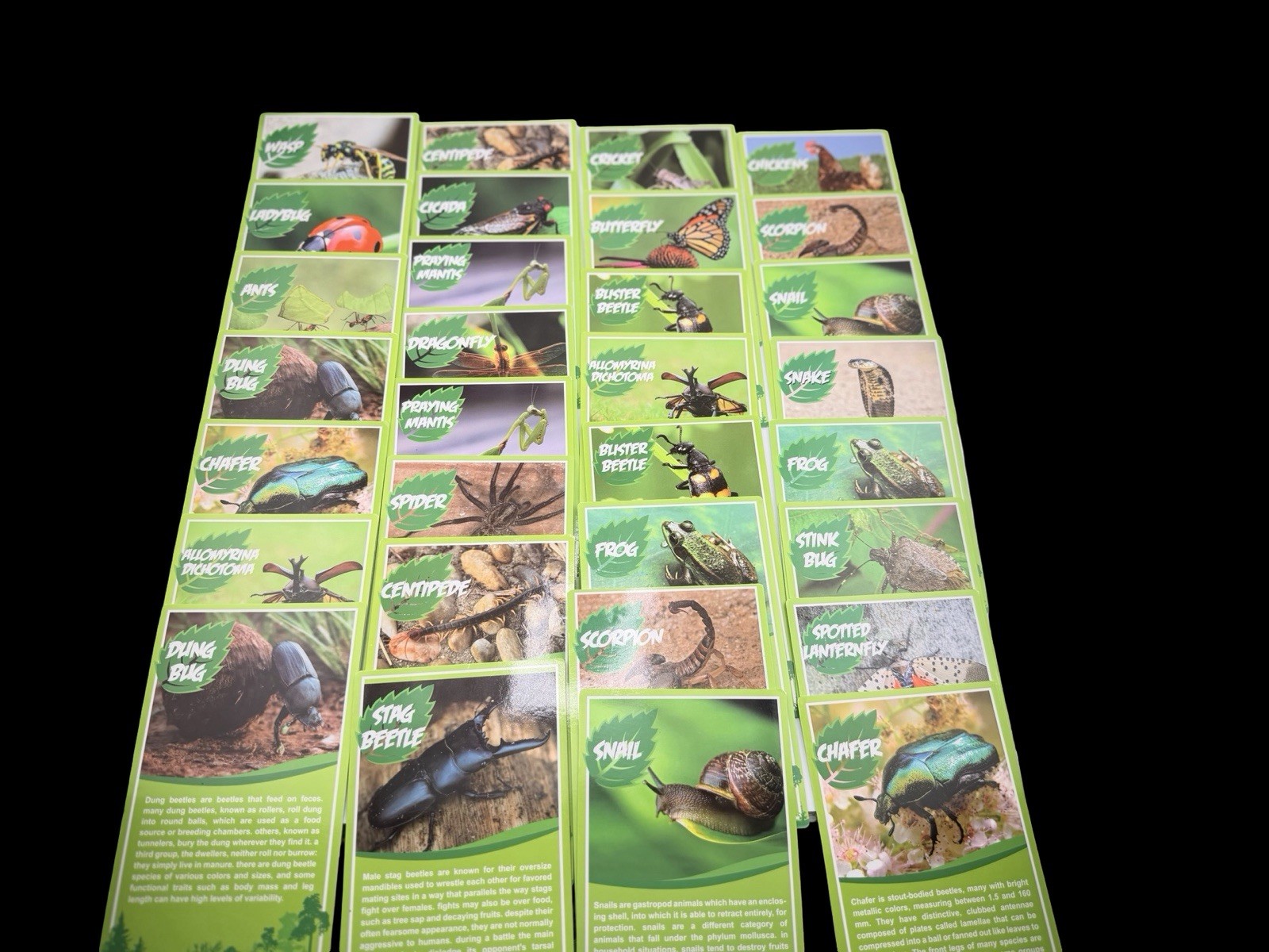 Insect Animal Learning Cards Lot Bug Identification Educational 47 Flash Cards