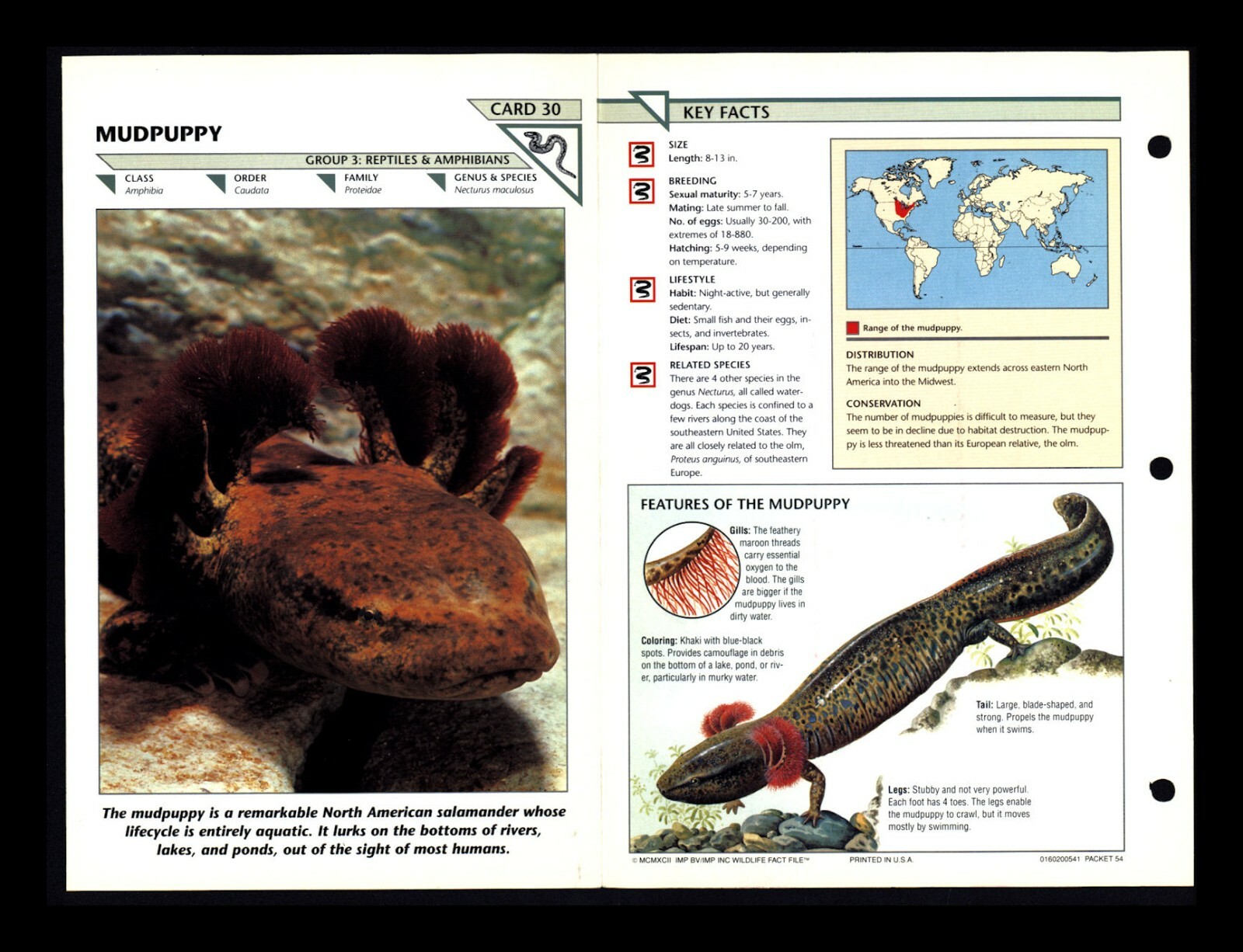 Mudpuppy Wildlife Fact File Reptile Amphibian Animal Card Home School Study 3.30