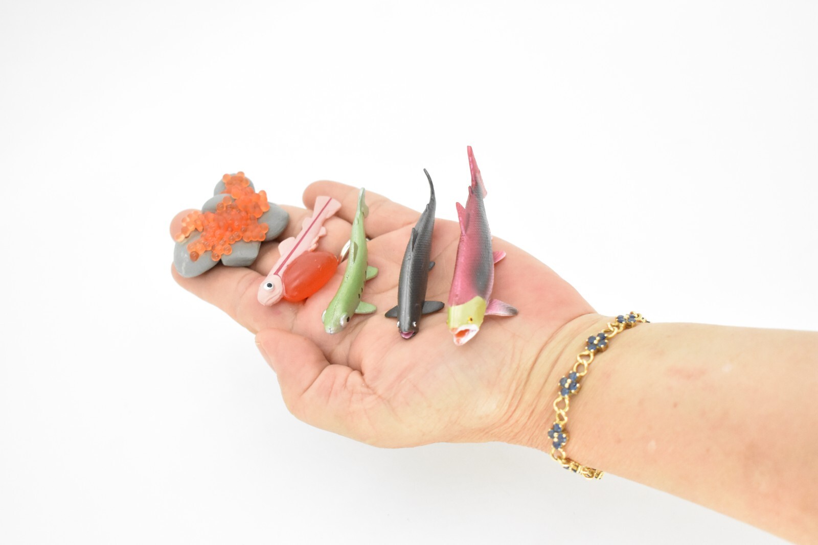 Salmon, Life Cycle, Educational, Plastic, Model, Figure, Fish, Figurine, 5 Piece