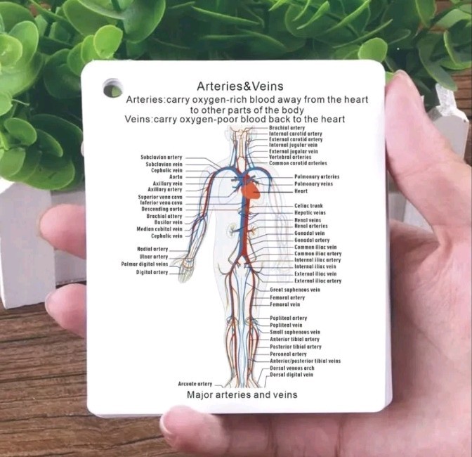 Human Body Systems Pocket Sized Flashcards Medical Nursing Students 20+ Cards