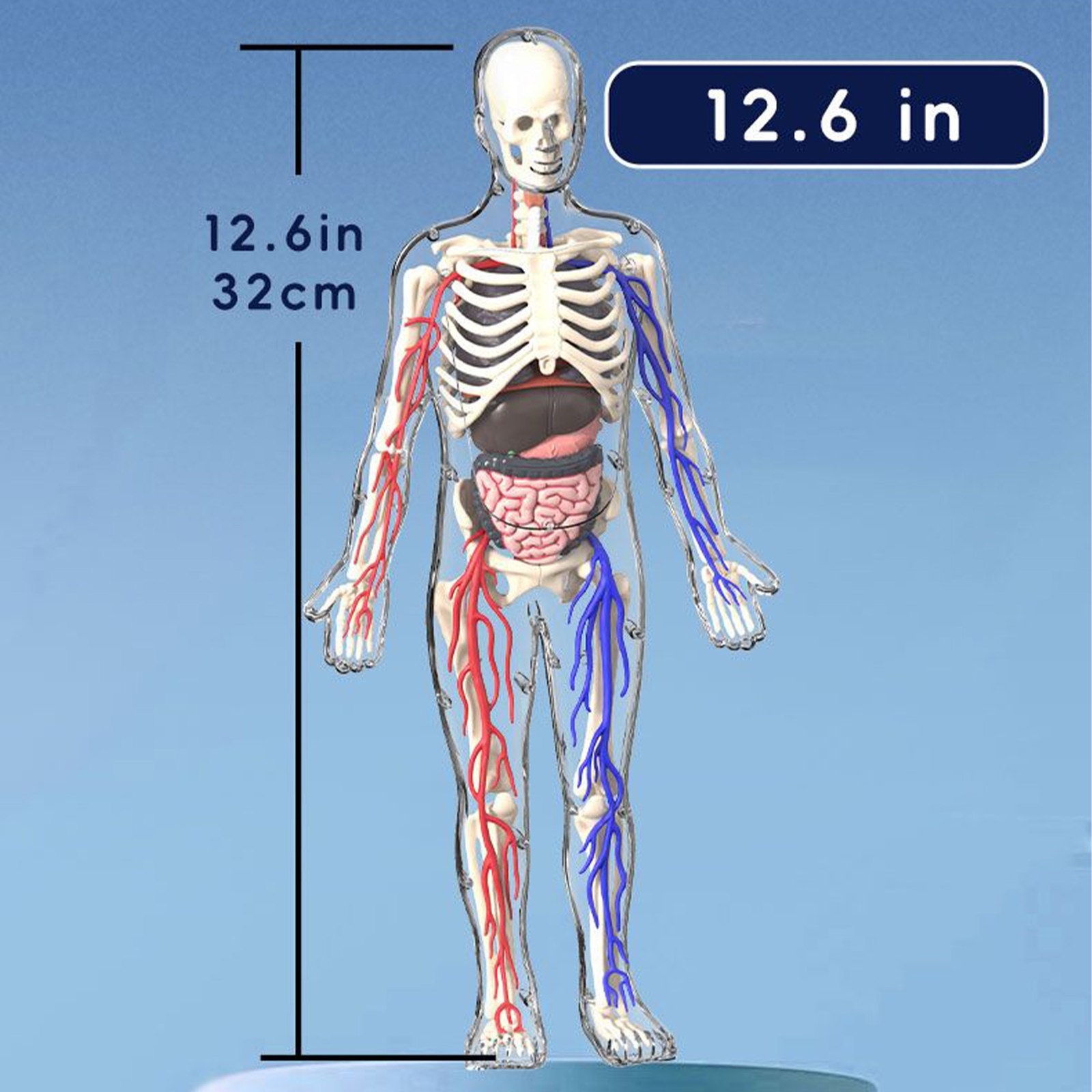 4D Human Body Anatomy Model DIY Skeleton Toys Educational Science Kit for Kid