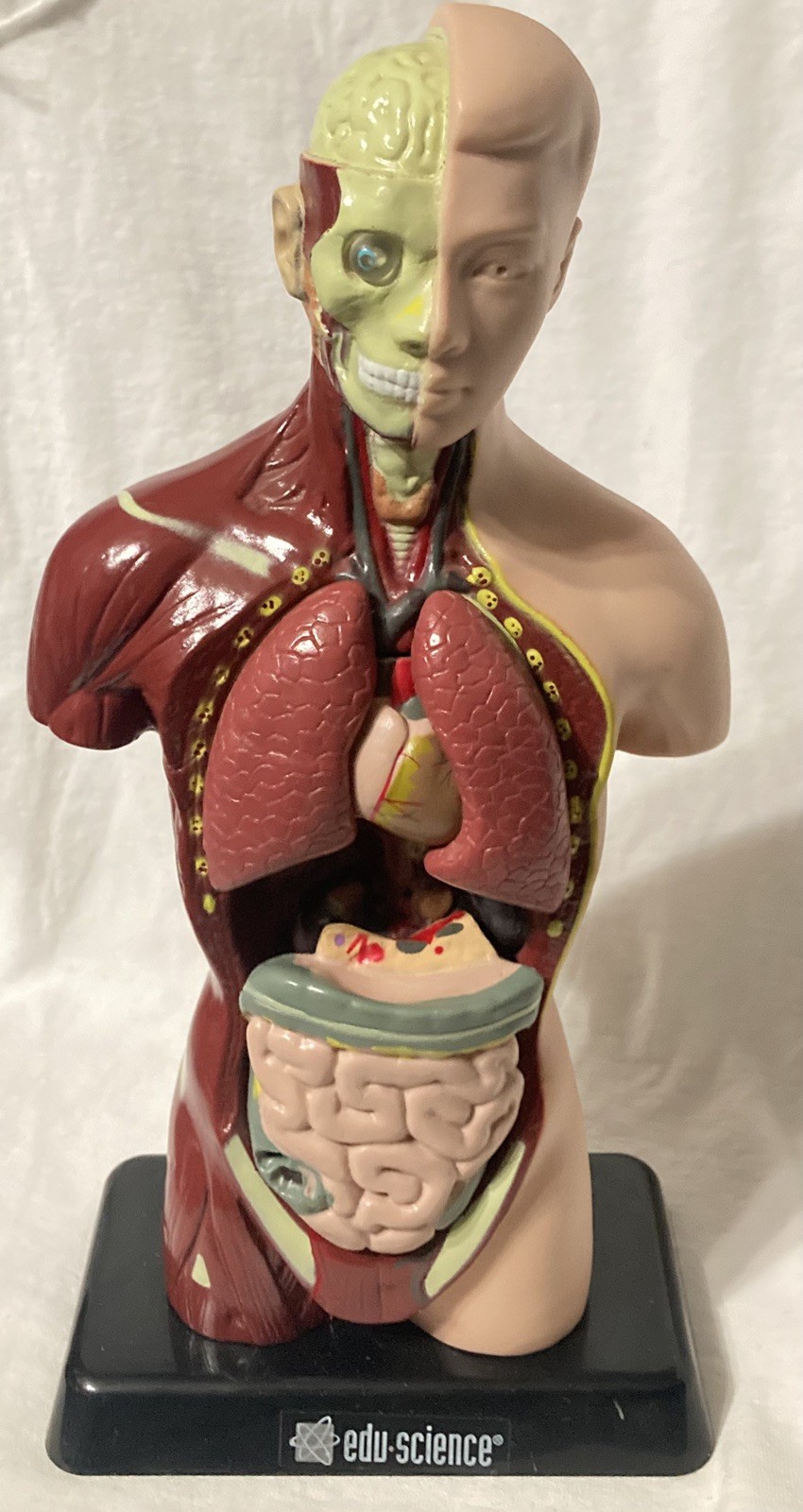 Human Body Take Apart Model As Is Intestines Heart Lungs 10″ Edu Toys Used