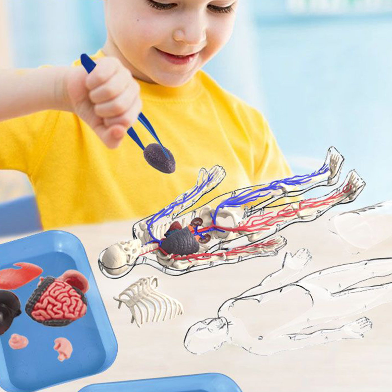 4D Human Body Anatomy Model DIY Skeleton Toys Educational Science Kit for Kid