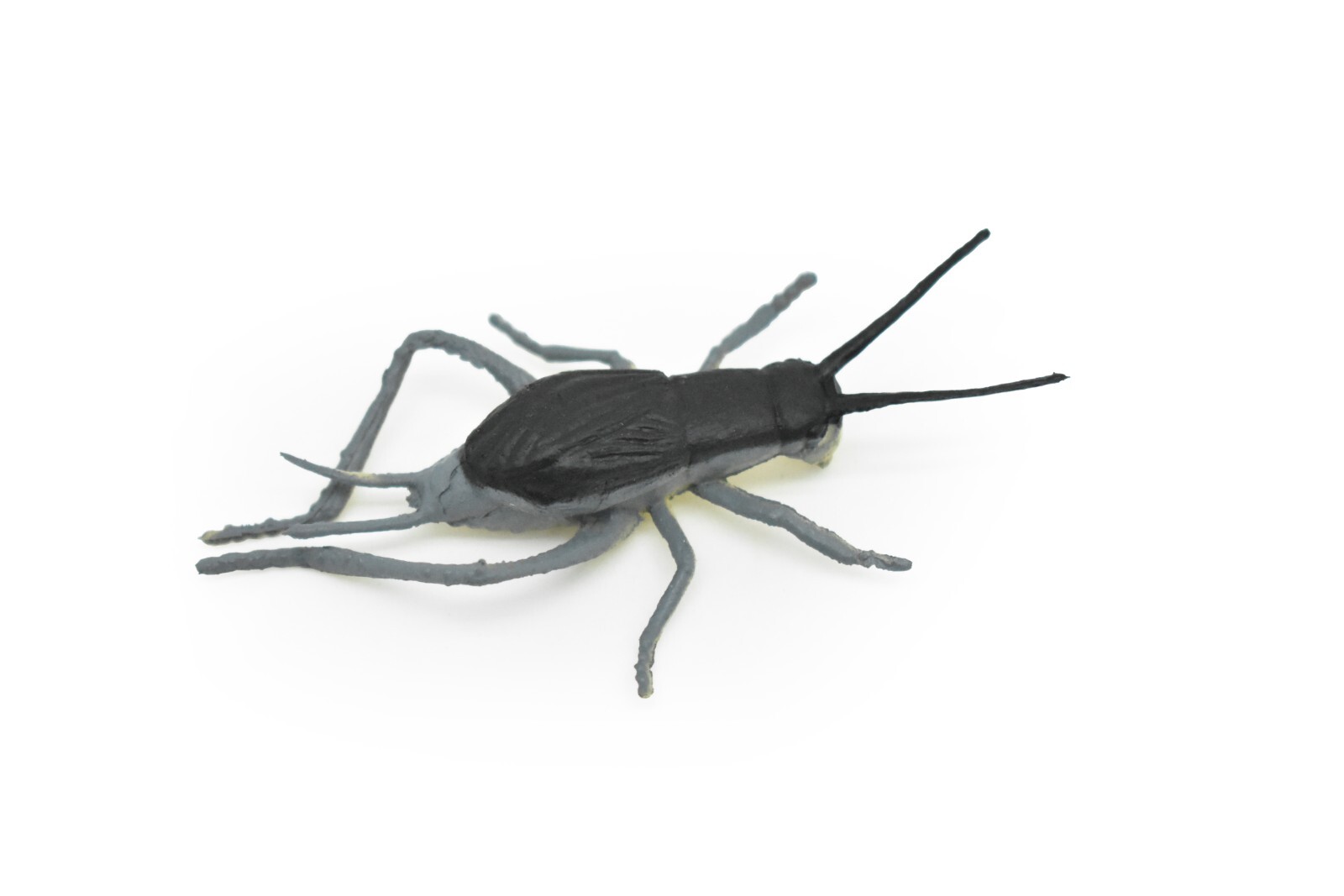 Cricket, Rubber Toy Animal, Realistic Figure, Model, Replica, Kids Gift 3″ F1058