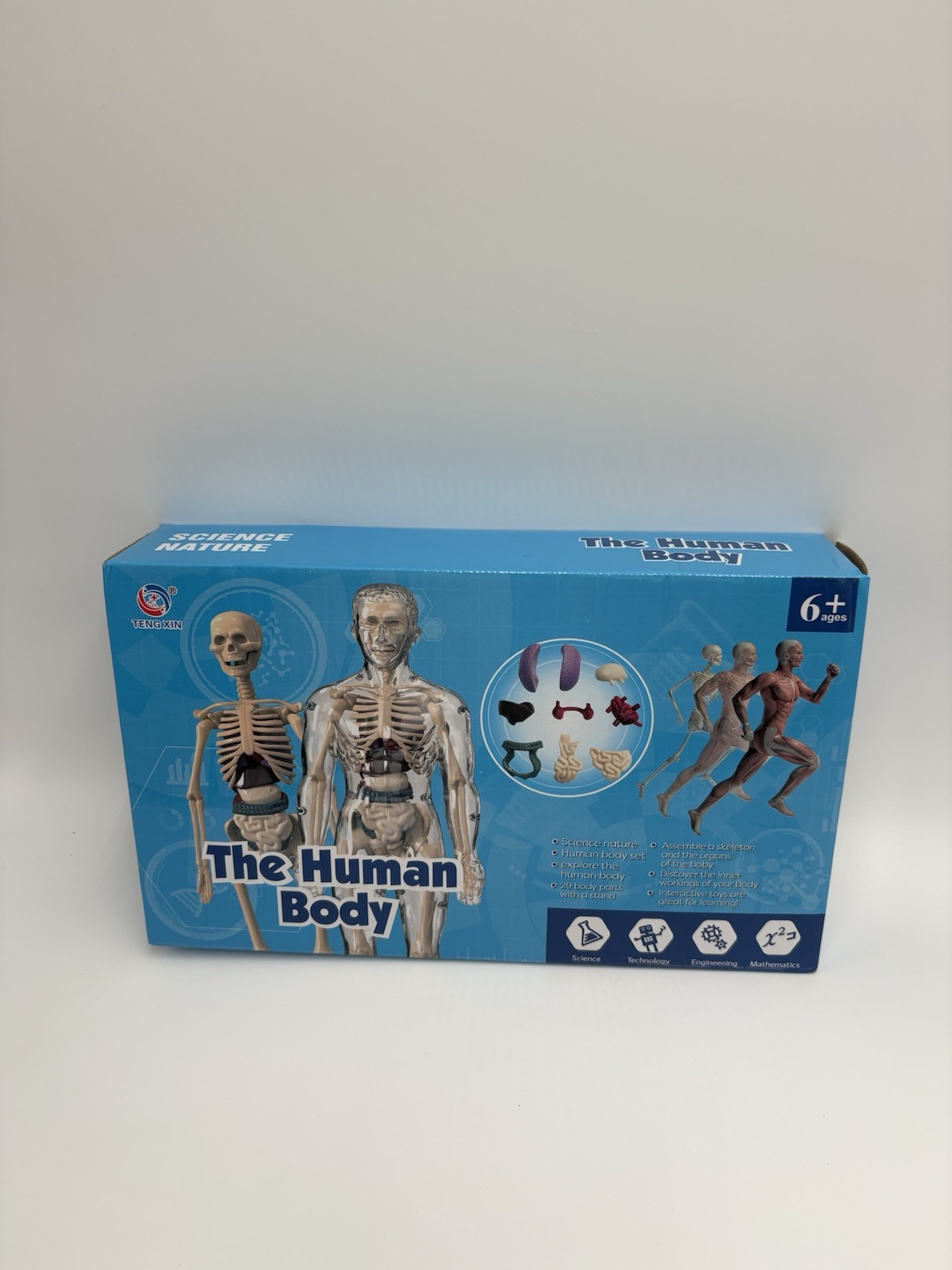 Human Body Structure Model Bones Torso Skeleton Model Kits Removable Organs NOB