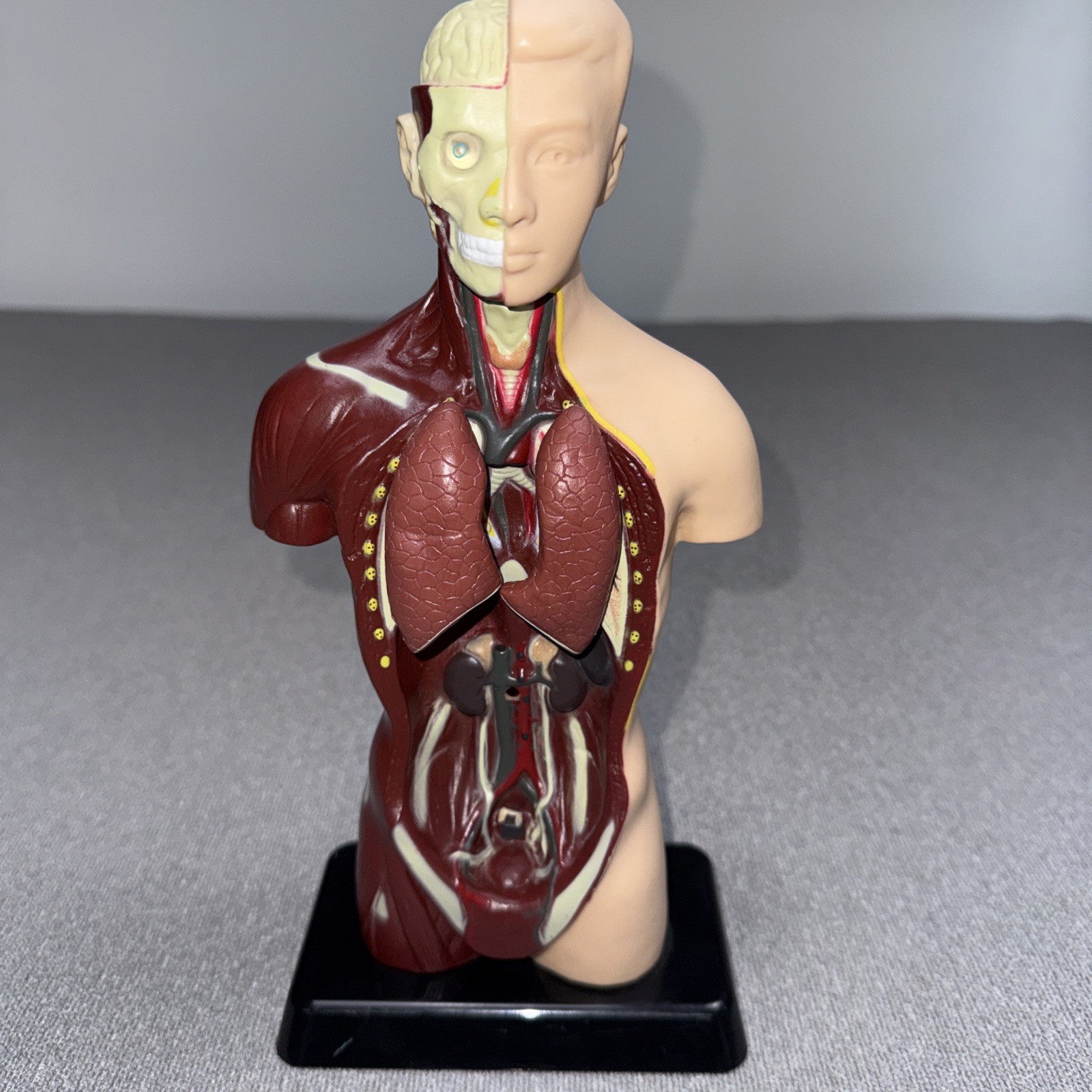 Human Man Organ Torso Science Figure 10 Inches Tall Anatomical Anatomy Biology