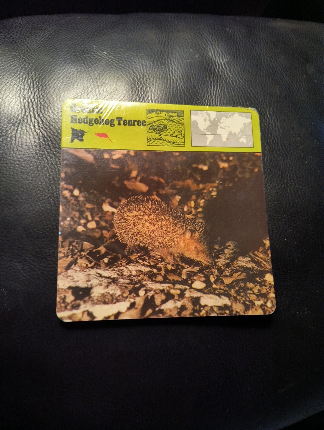 1977 Editions Rencontre S.A. Lausanne Animal Flash Cards Greater Hedgehog24-Pack