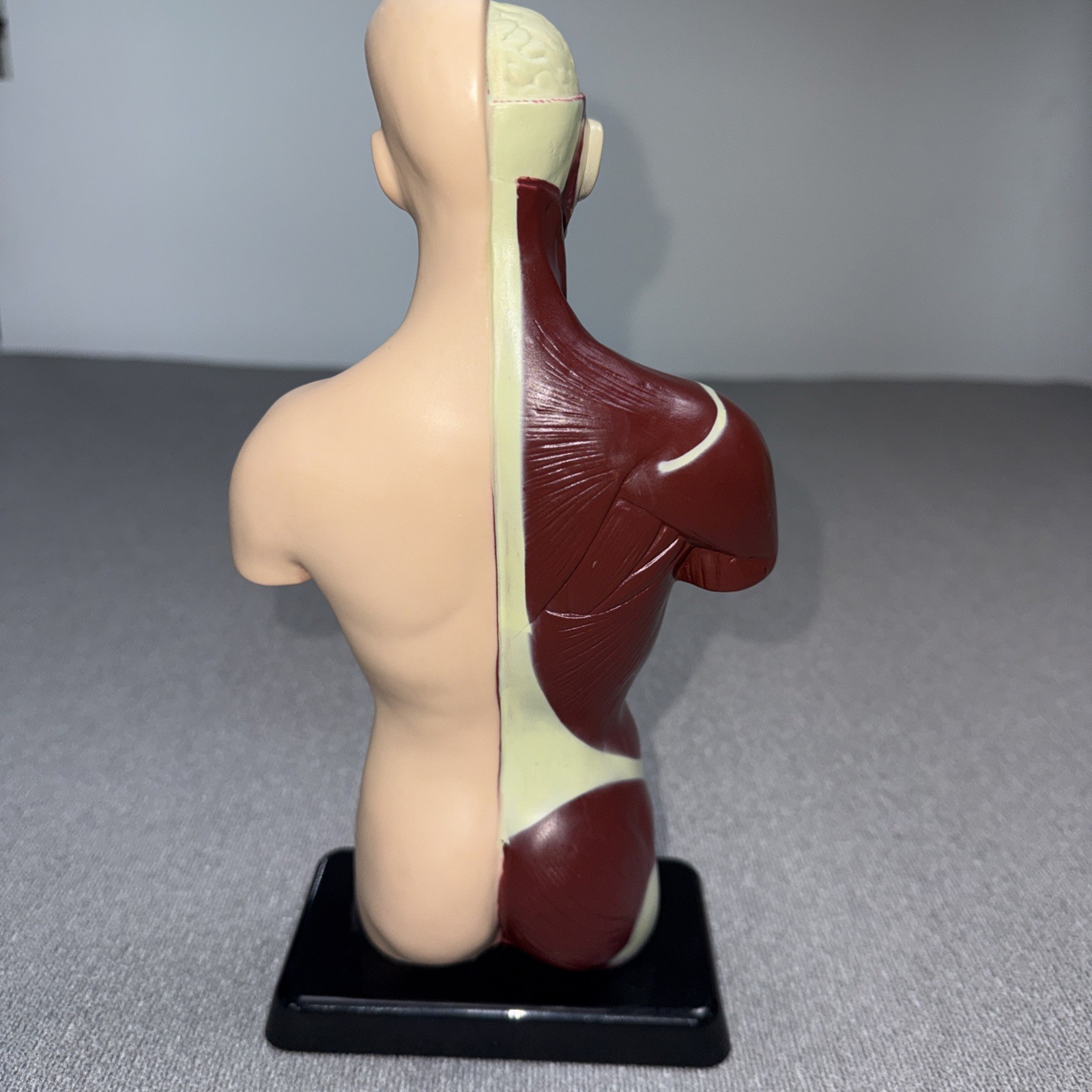 Human Man Organ Torso Science Figure 10 Inches Tall Anatomical Anatomy Biology