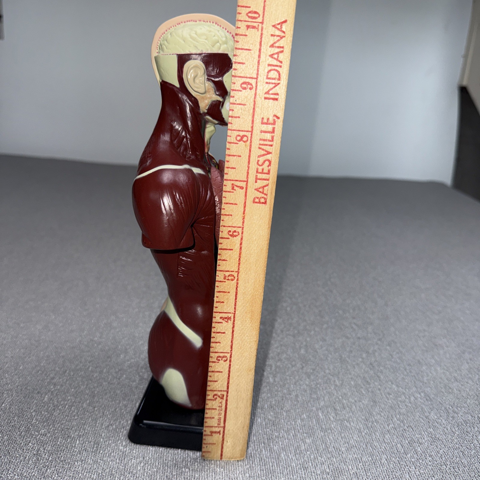 Human Man Organ Torso Science Figure 10 Inches Tall Anatomical Anatomy Biology