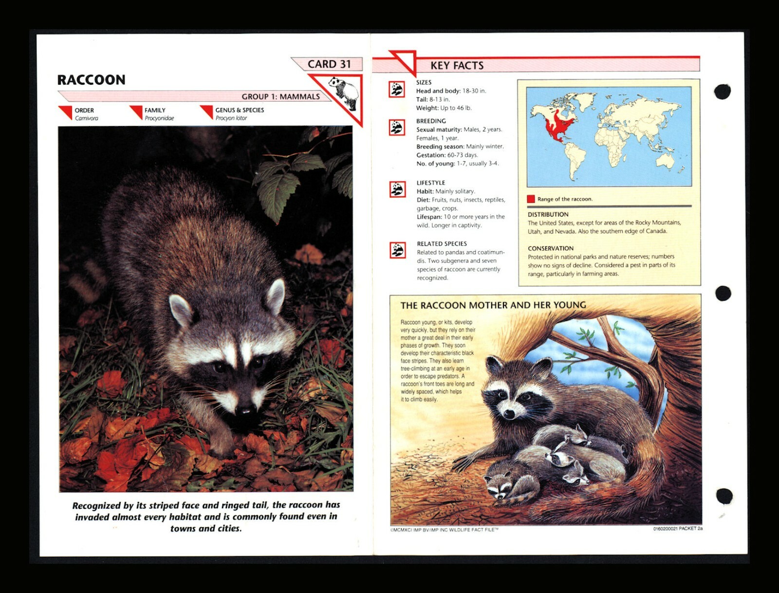 Raccoon Wildlife Fact File Mammals Animal Card Home School Study 1.31