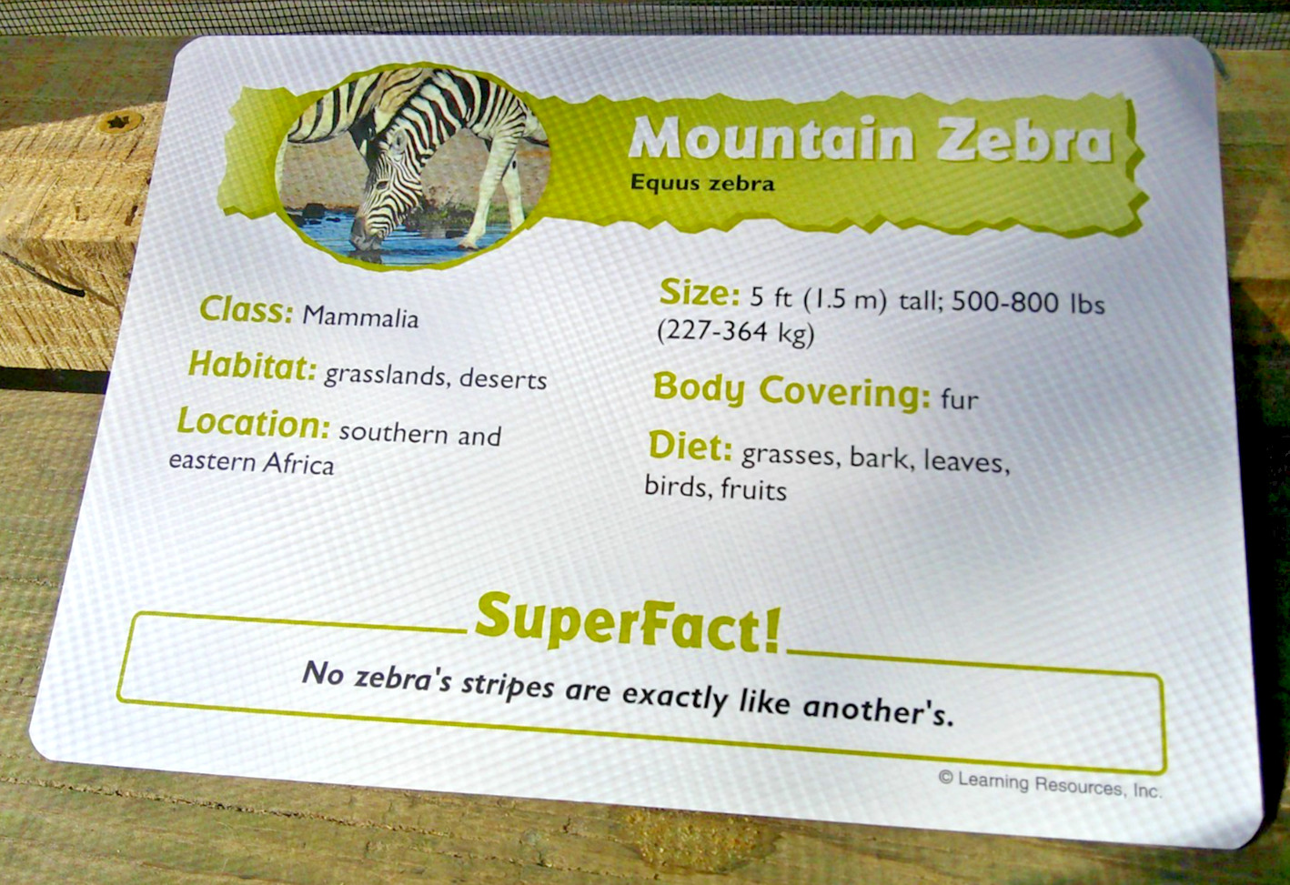 99 Learning Resourced Animal Classifying Cards ~ Desert ~ Forest ~ Ocean ~ 7″x5″