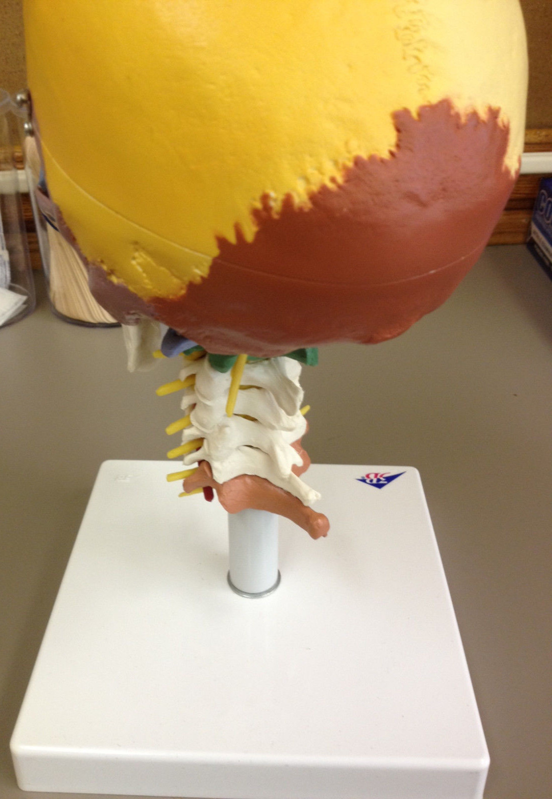 3B Scientific A20/2 Didactic Human Skull Anatomy Model On Cervical Spine