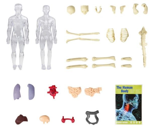 Human Body 3D Anatomy Model DIY Skeleton Toy Education Removable Parts – NIB