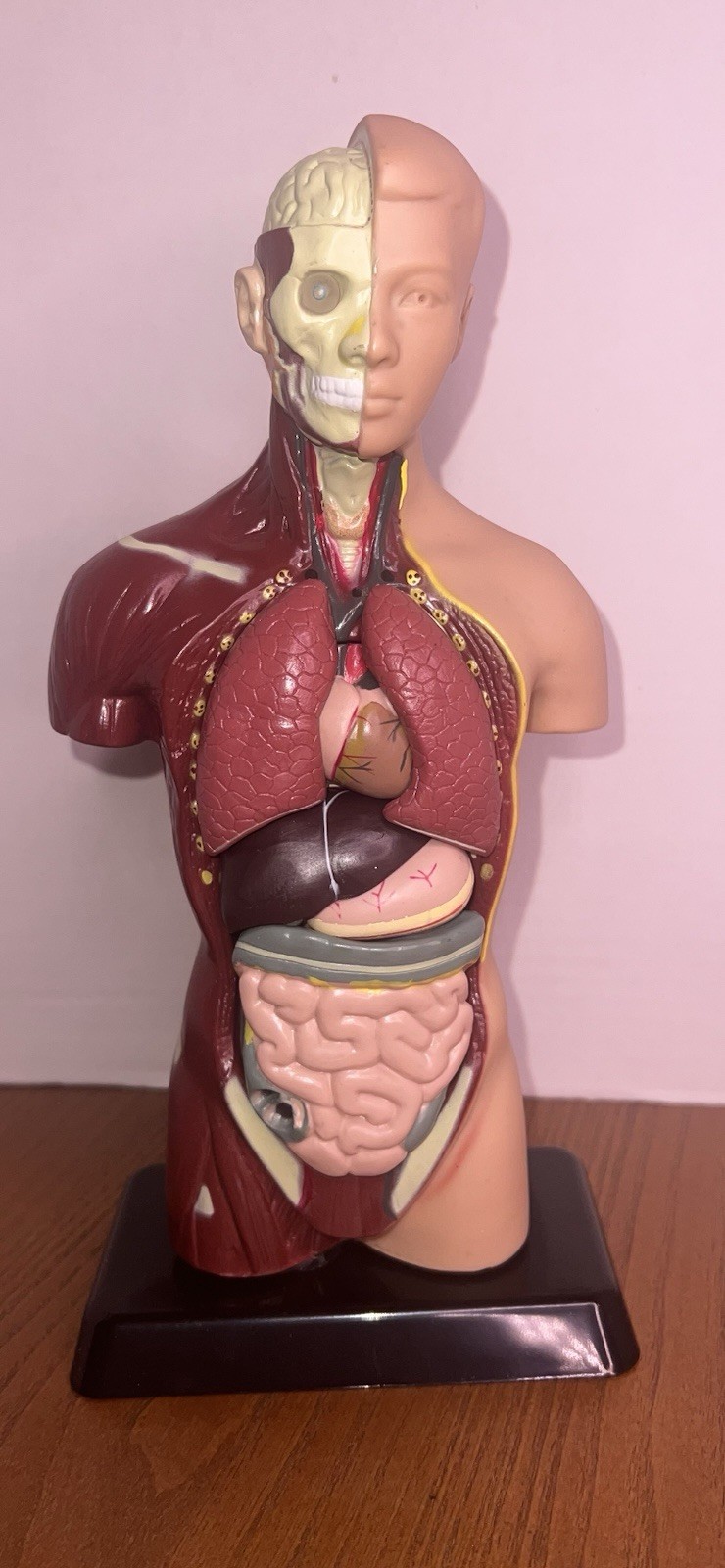 Lakeshore Human Body Take Apart Model Student Science Knowledge 10.5″ Facts Game