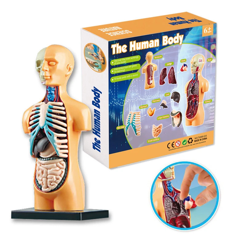 3D Human Body Torso Model – Educational DIY Anatomy Assembly Toy