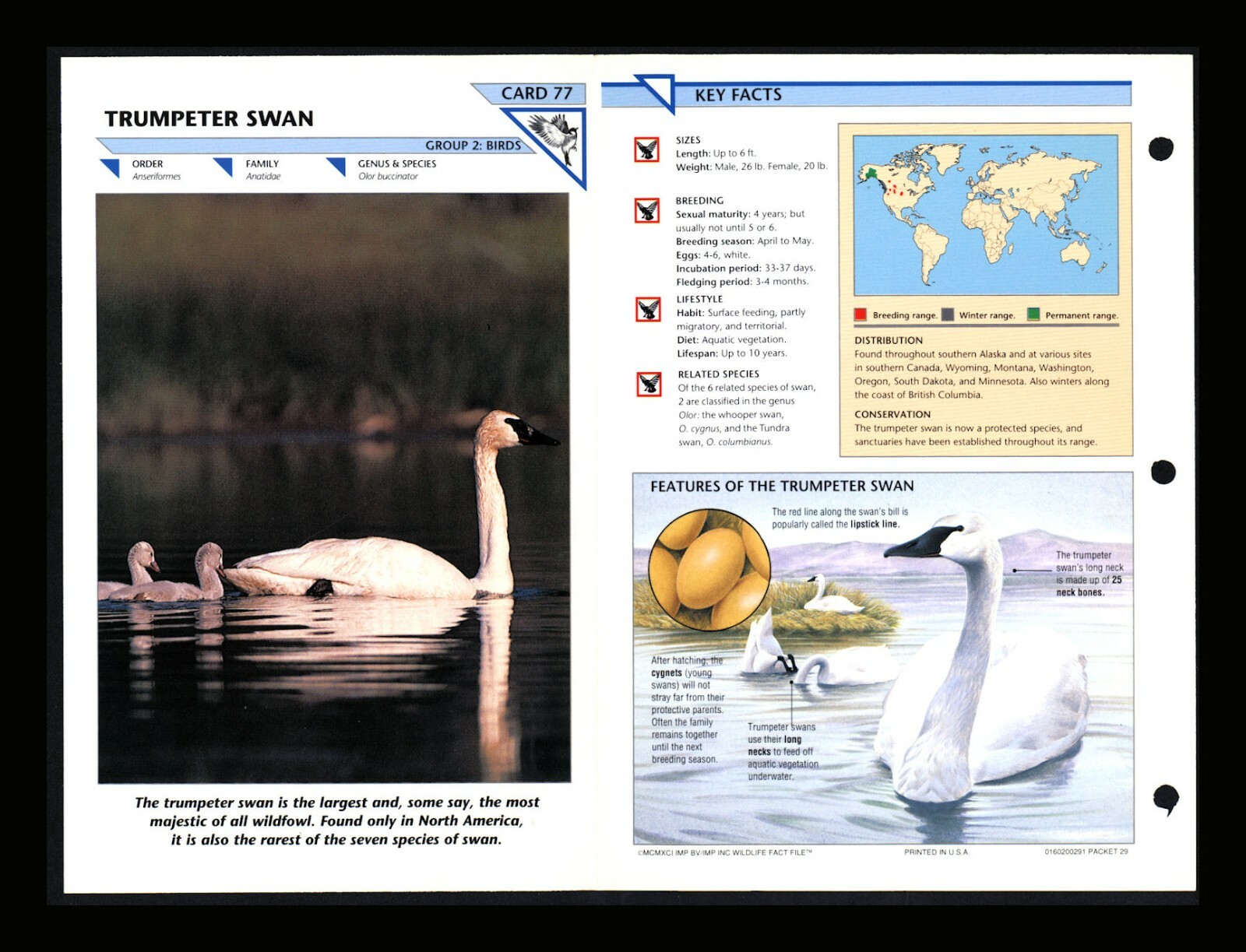 Trumpeter Swan Wild Life Fact File Bird Animal Card Home School Study 2.77