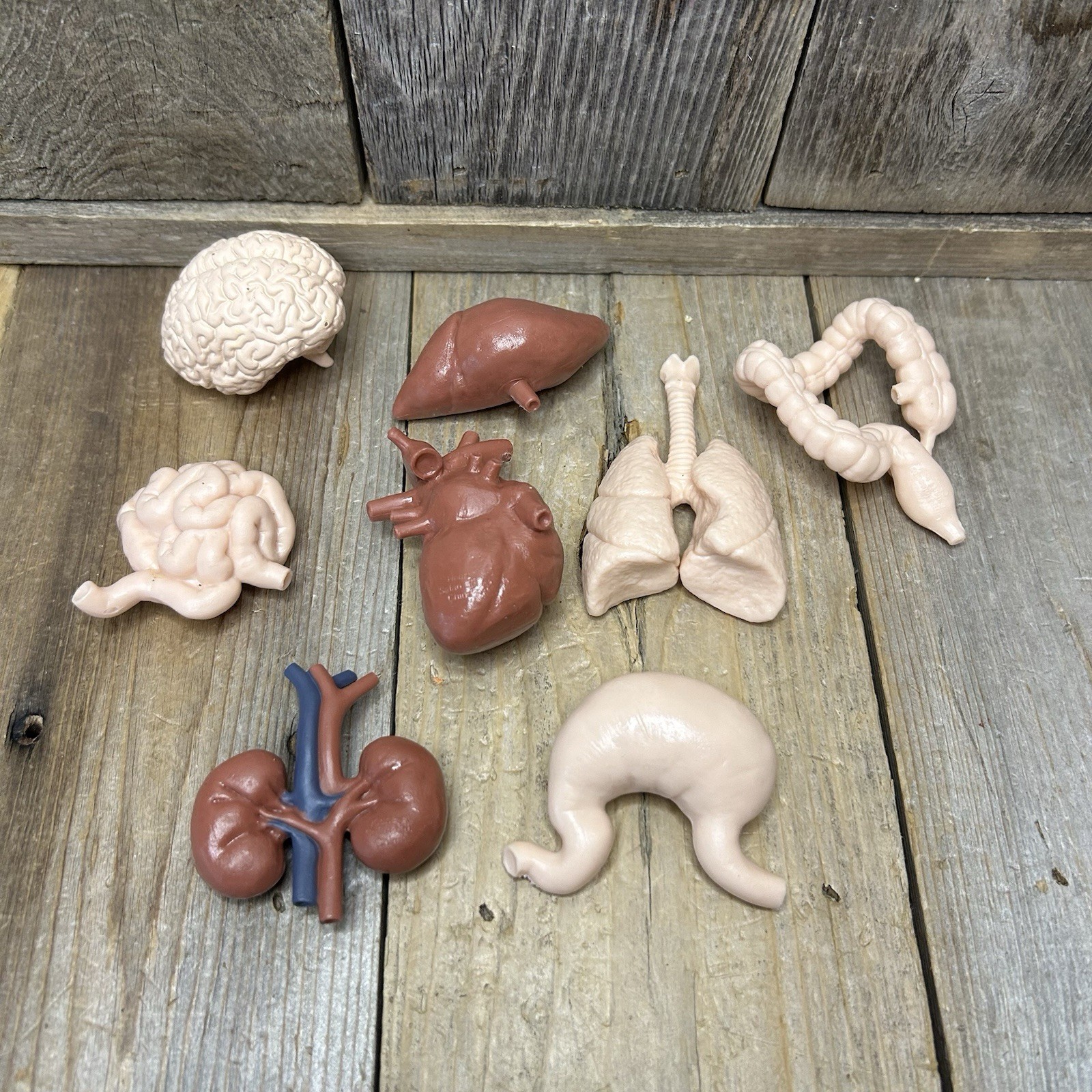 8PCS Safari Ltd Human Torso Body Organ Miniature Anatomy Organs Model Education