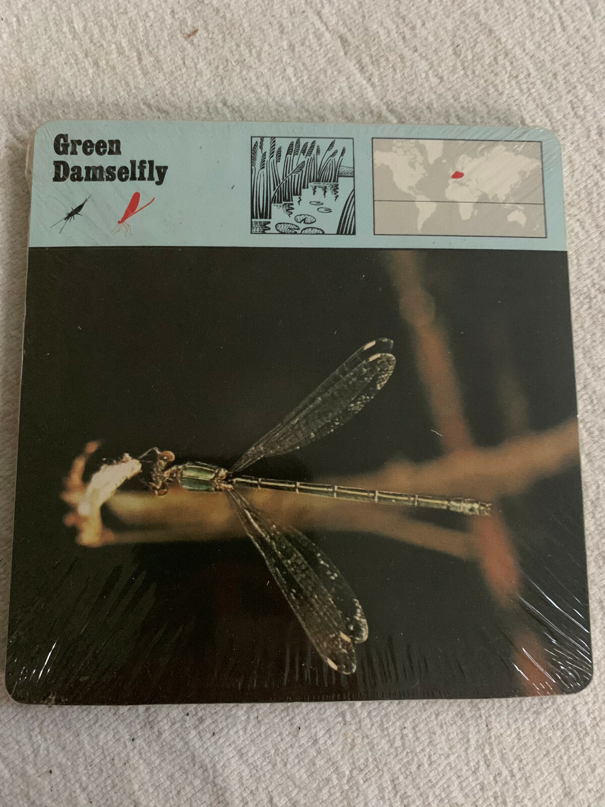 1977 Editions Rencontre S.A. Lausanne Animal Flash Cards Green Damselfly 24-pack