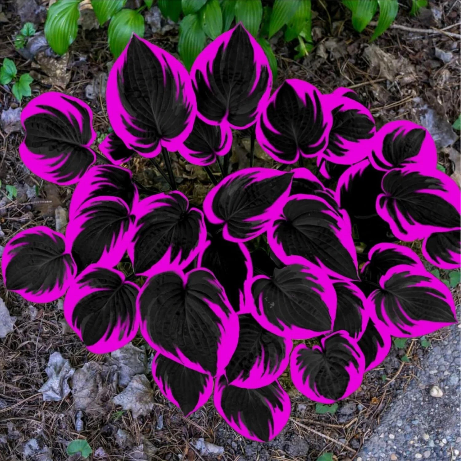 Black Pink Hosta Seeds for Planting Grow Easily Hosta Plant Seeds Low Maintenanc