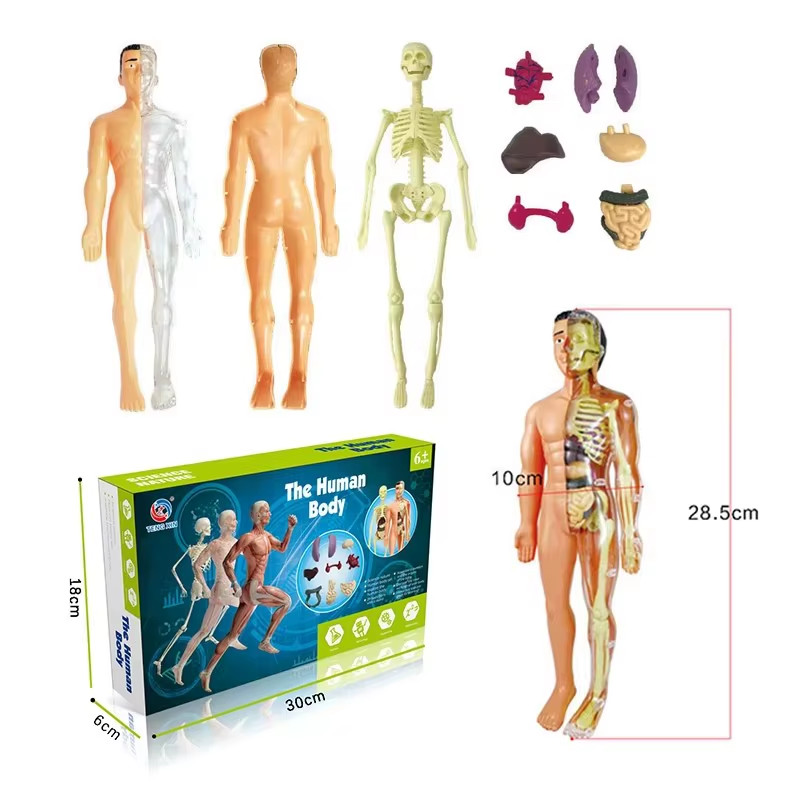 3D Human Body Torso Model – Educational DIY Anatomy Assembly Toy