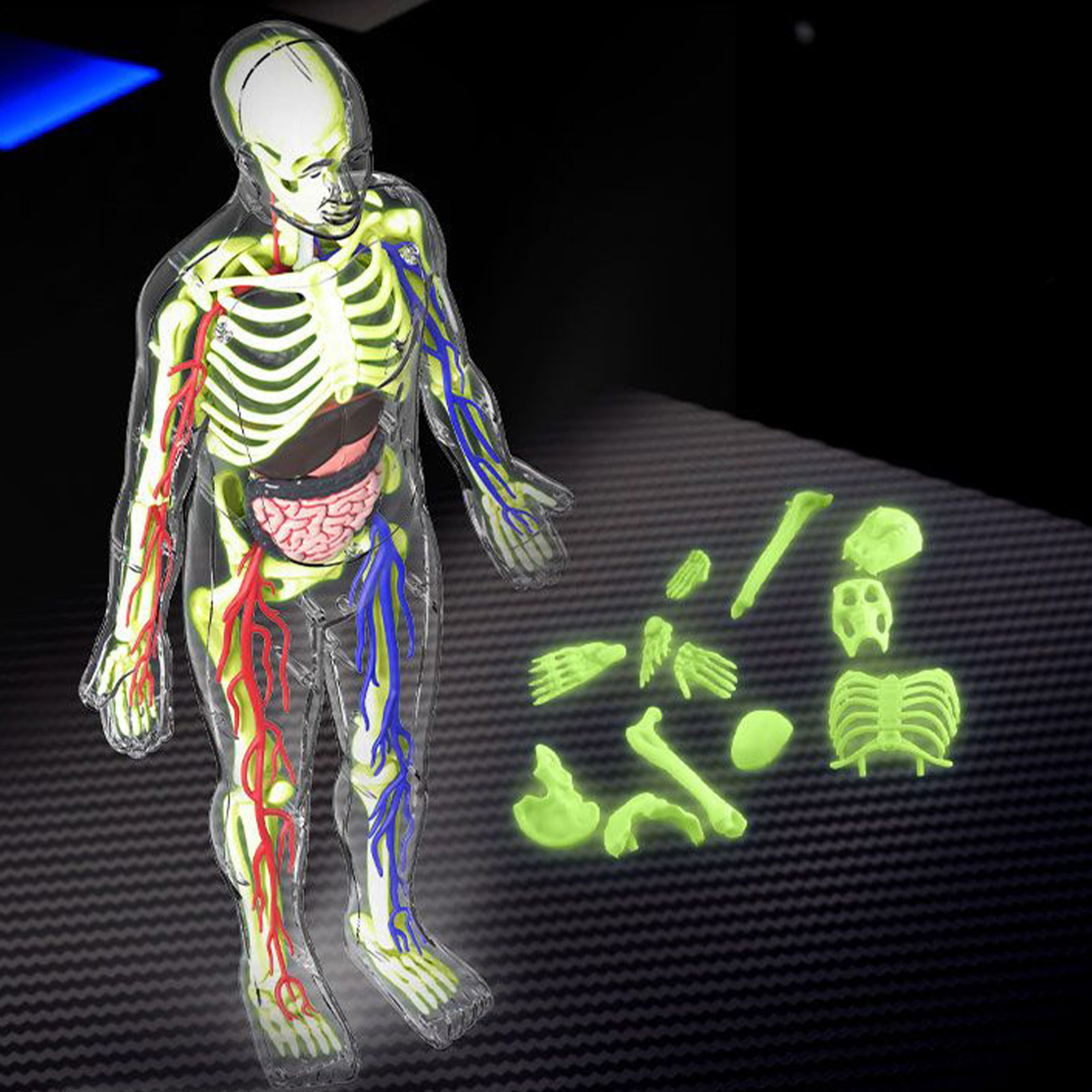 4D Human Body Anatomy Model DIY Skeleton Toys Educational Science Kit for Kid