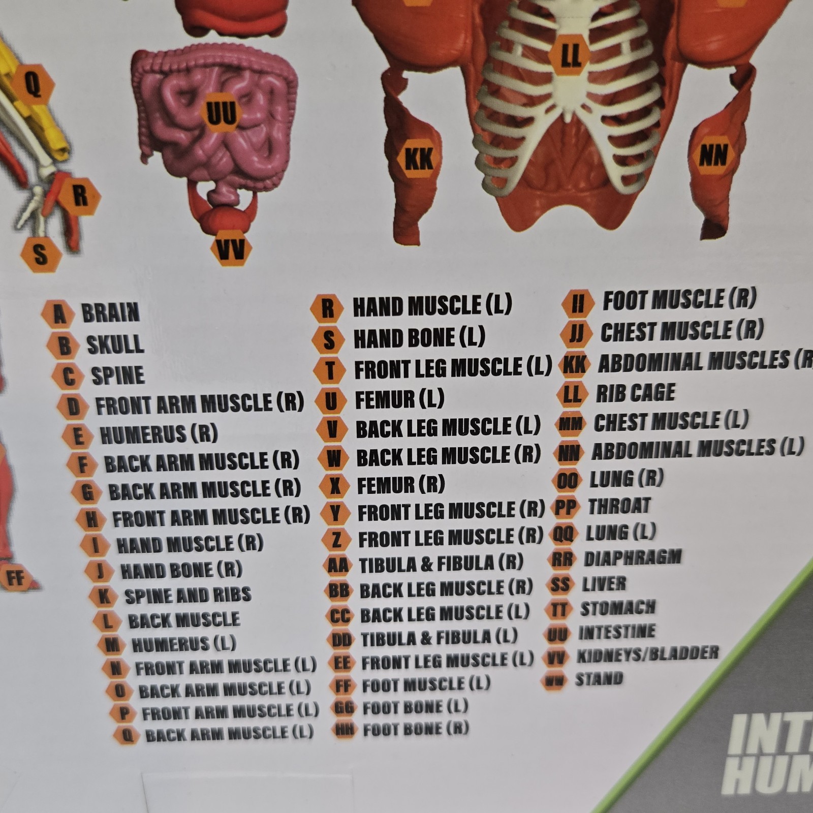 3D Human Body Puzzle Model STEM Toy by Be Amazing! Toys is an educational design