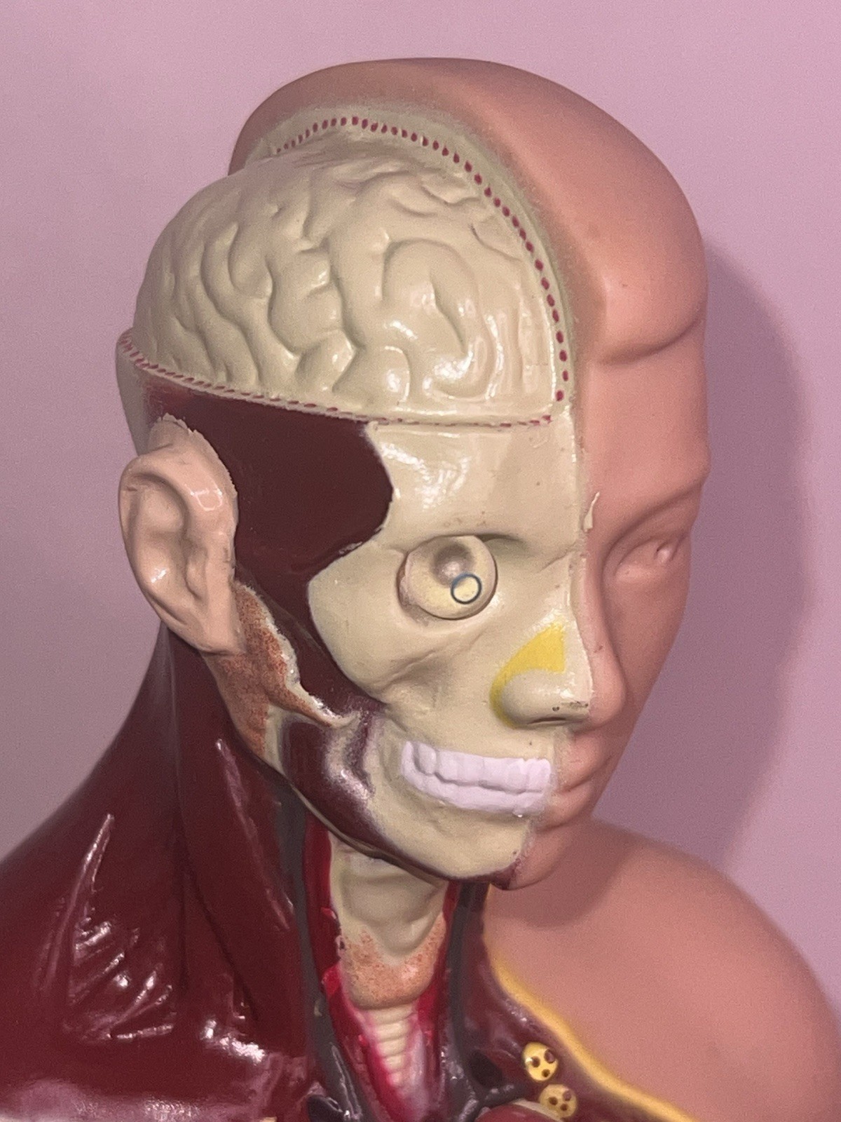 Lakeshore Human Body Take Apart Model Student Science Knowledge 10.5″ Facts Game