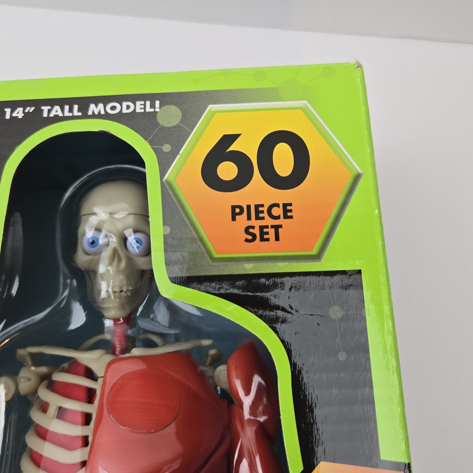 3D Human Body Puzzle Model STEM Toy by Be Amazing! Toys is an educational design
