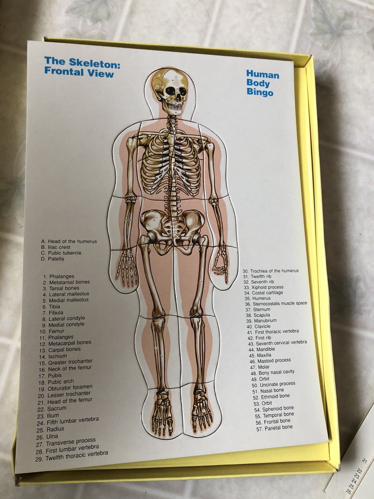 Vintage Human Body Bingo Puzzle , Anatomy Biology Life Science Safari LTD