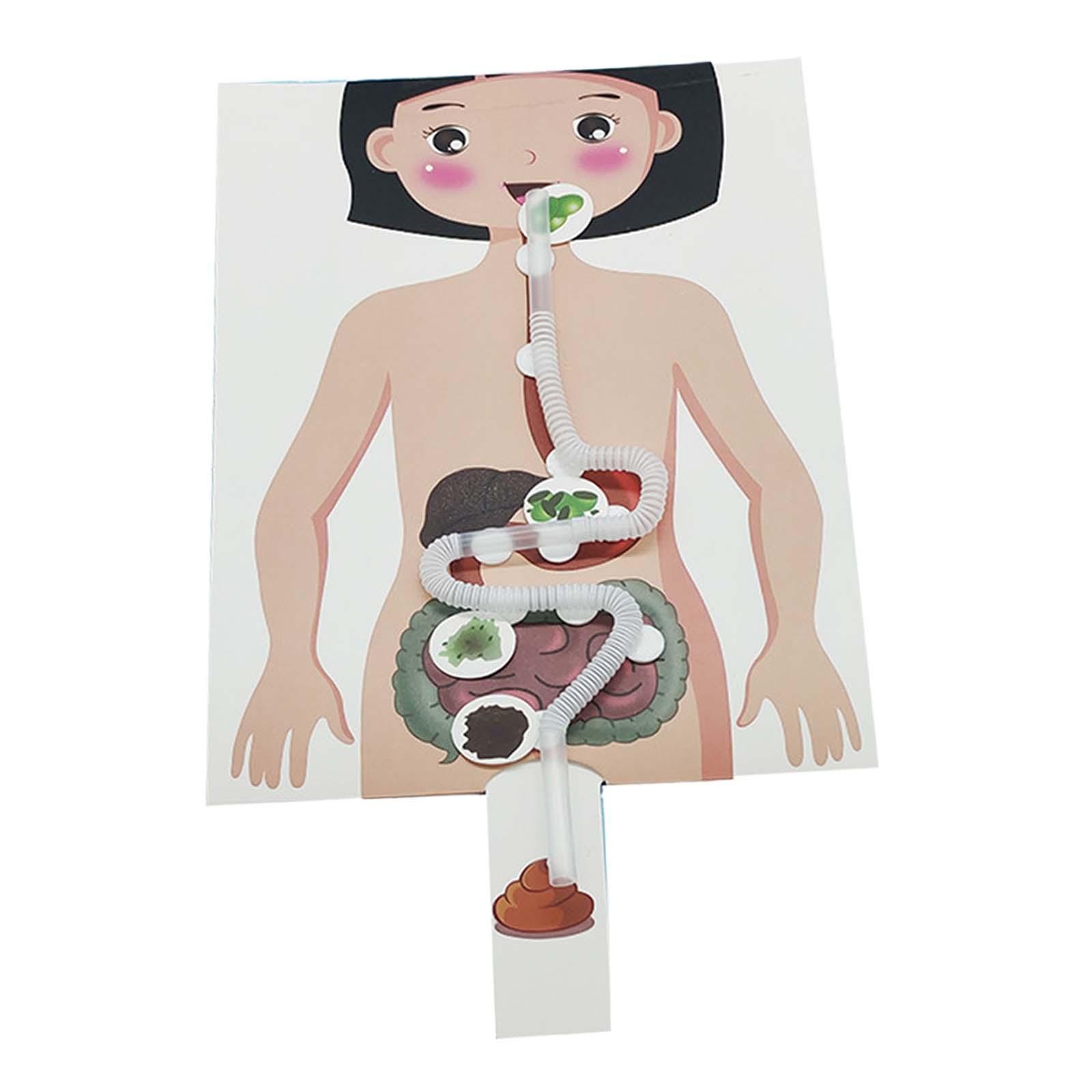 Human Digestive System Model Educational Toys Human Body Parts