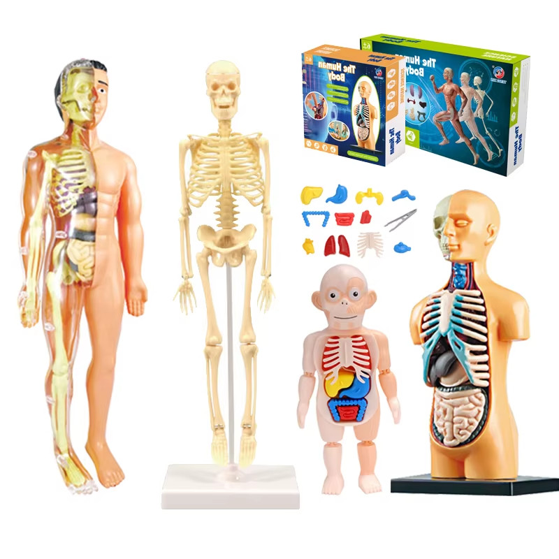 3D Human Body Torso Model Educational Assembly Learning DIY Toys Human Body Orga