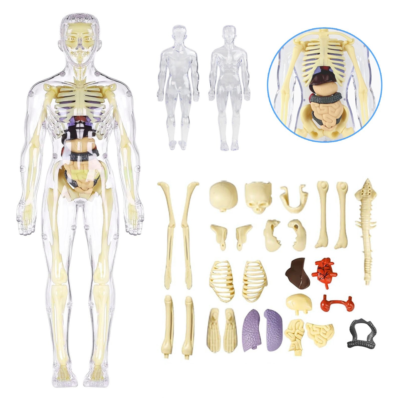 3D Human Body Anatomy Model Fully Transparent DIY for Kid Removable Skeleton Toy