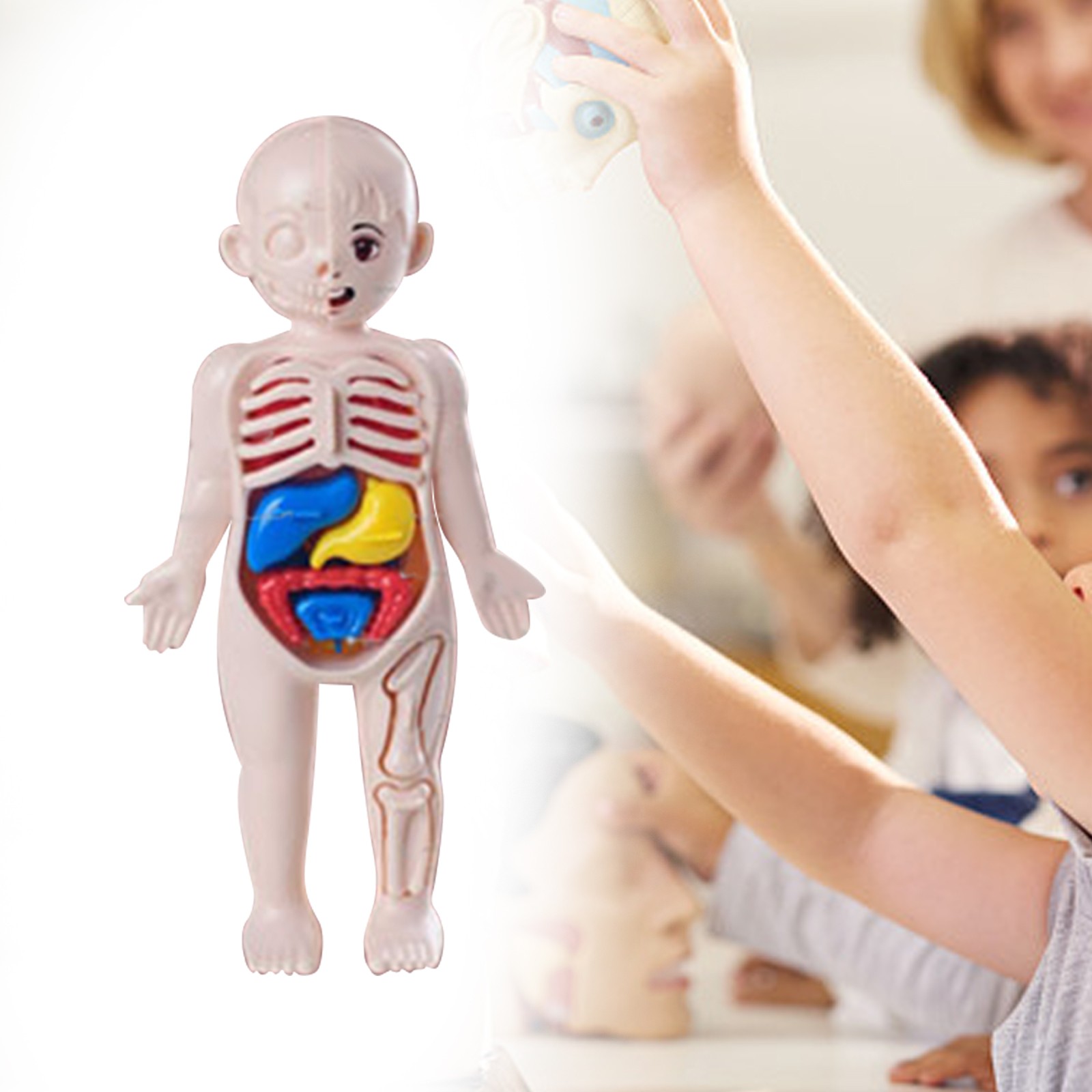 Human Body Puzzle Body Parts Organs 3D Puzzle Toys with 14 Pieces Model for Kids