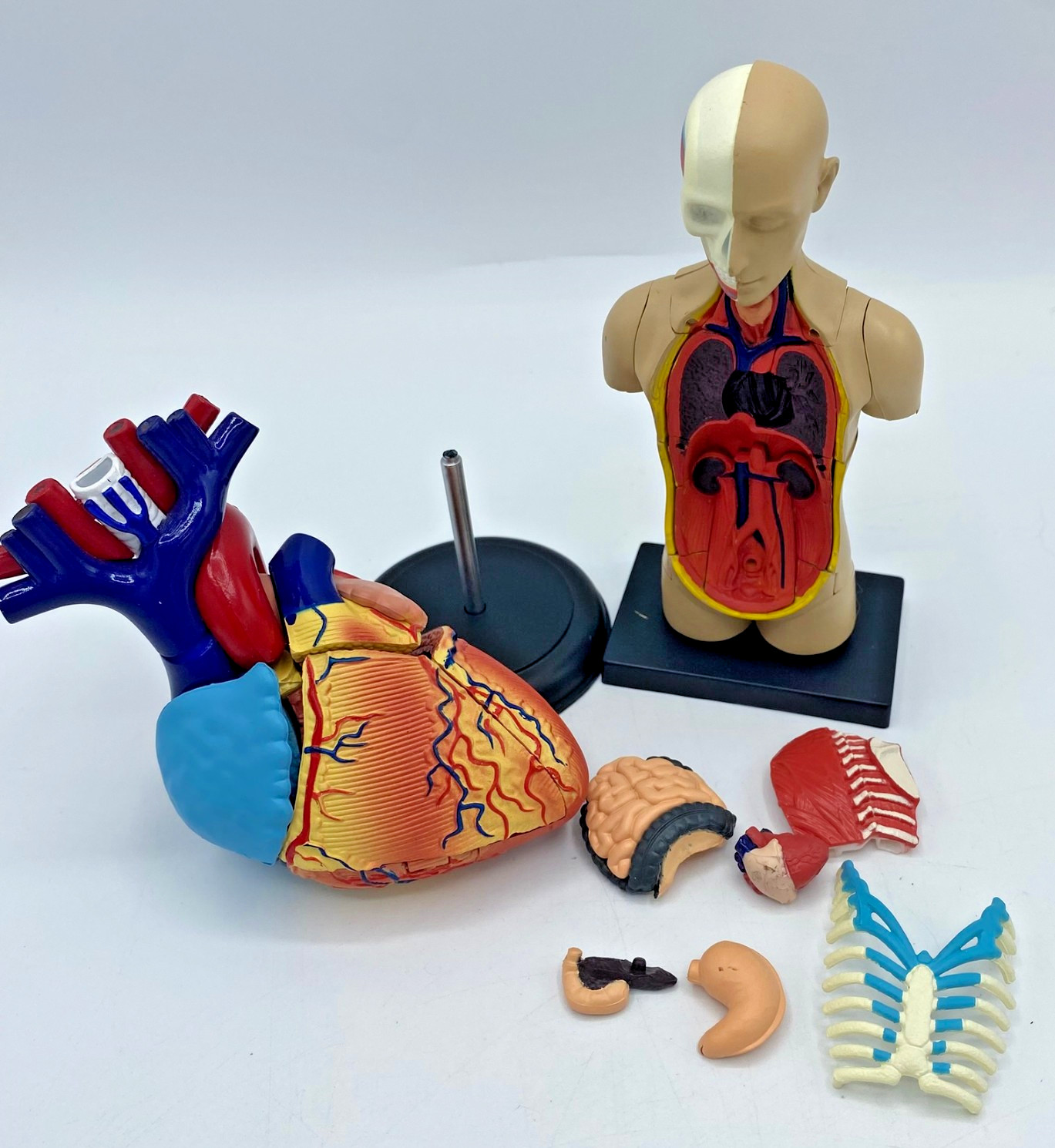 Edu-Toys 50cm Human Torso Anatomy Model Kit 4D Human Heart Anatomy Model