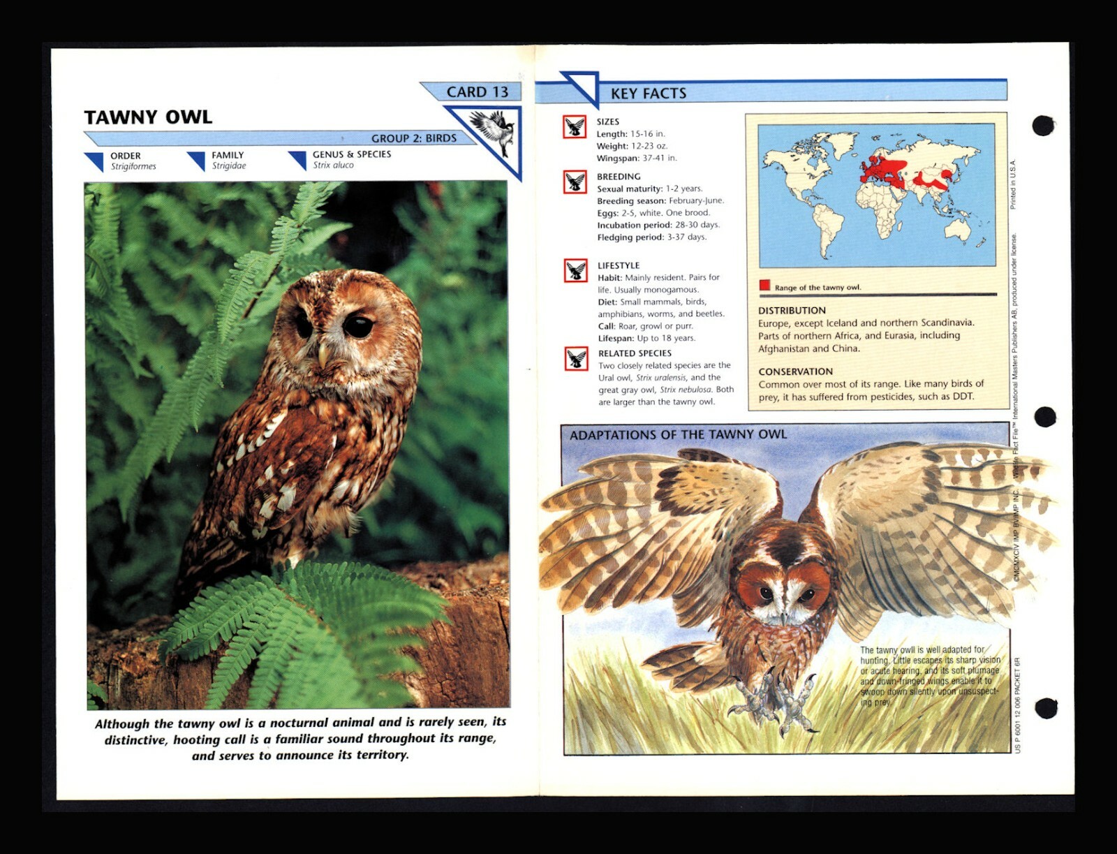 Tawny Owl Wild Life Fact File Bird Animal Card Home School Study Insert 2.13