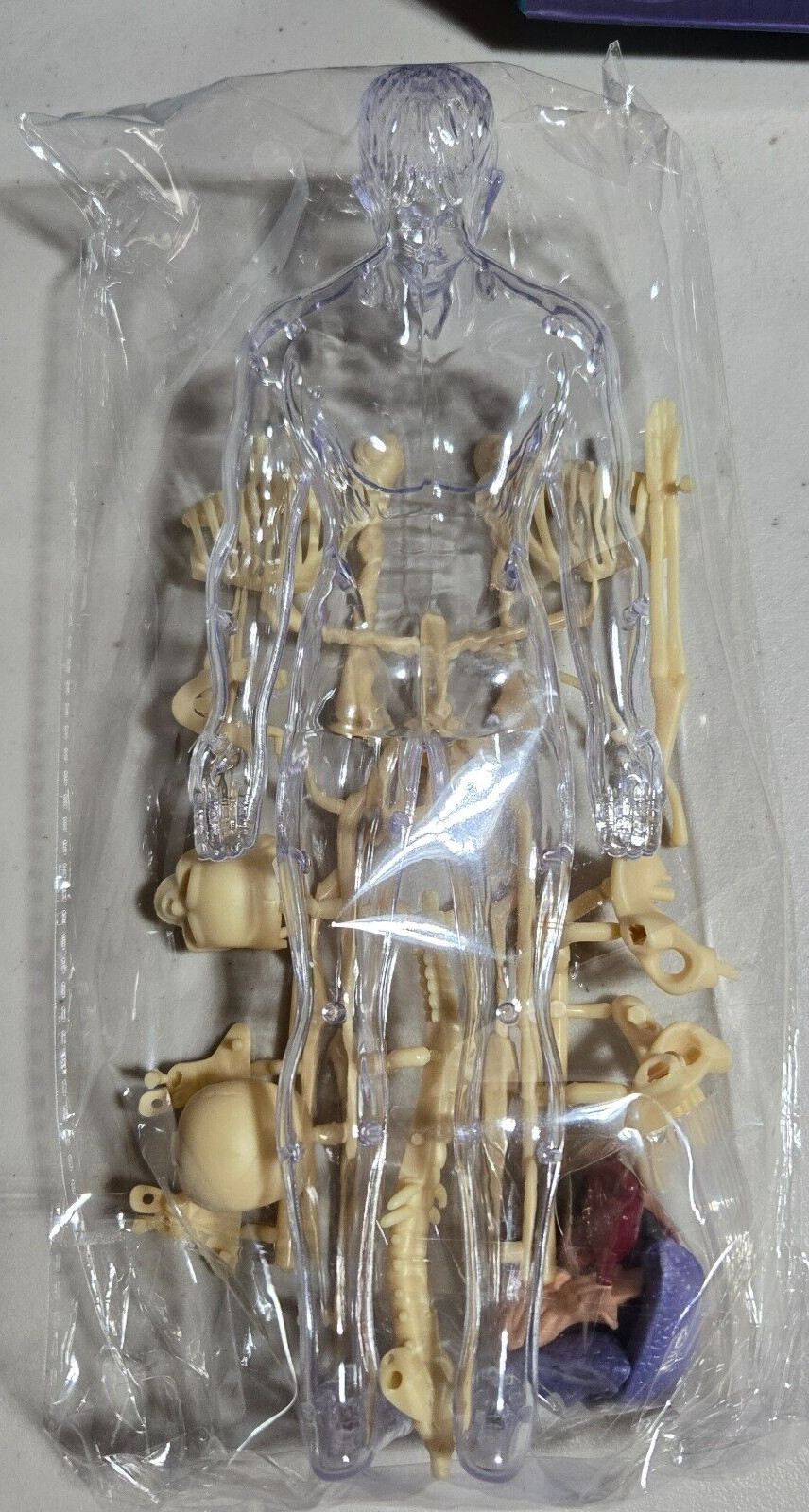 Human Body 3D Anatomy Model DIY Skeleton Toy Education Removable Parts – NIB