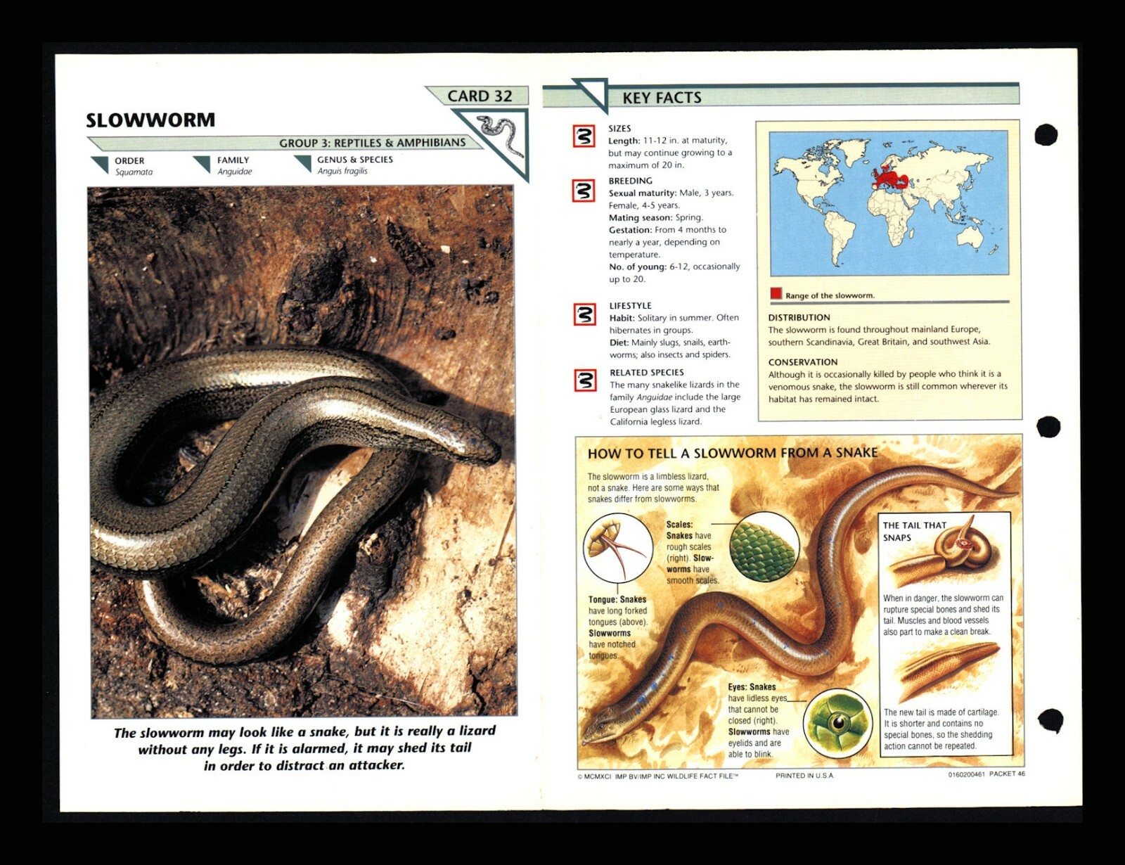 Slowworm Snake Wildlife Fact File Reptile Animal Card Home School Study 3.32