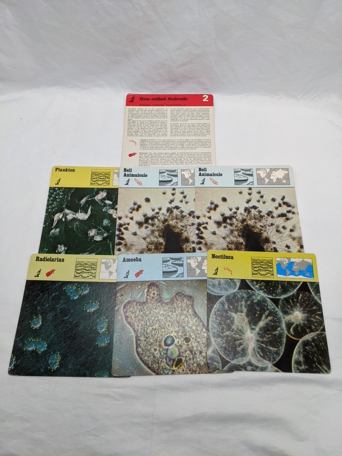 Lot Of (6) 1975 Rencontre One Celled Animals Education Cards