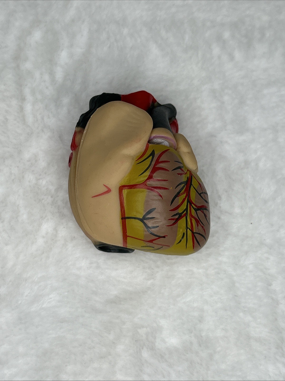 Parts For EDU Human Torso Model Kit 50cm Heart Stomach Liver Lungs Brain Lungs