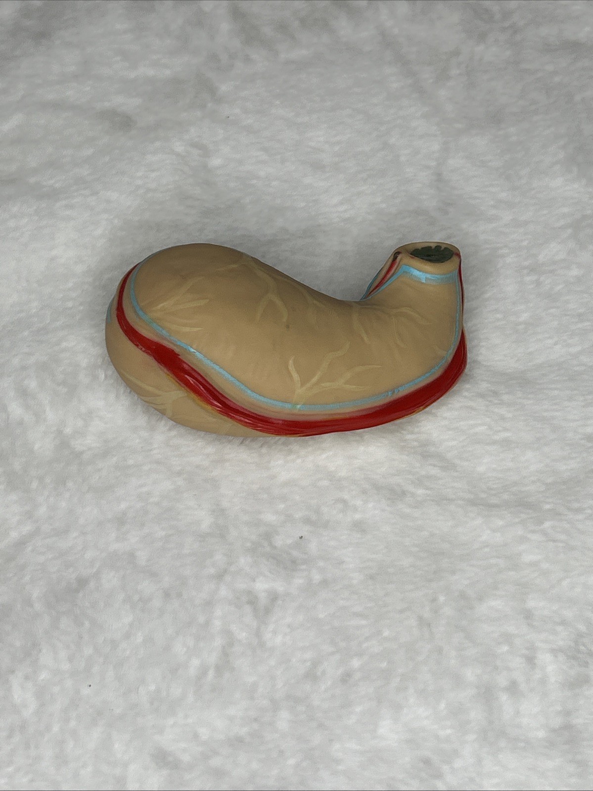 Parts For EDU Human Torso Model Kit 50cm Heart Stomach Liver Lungs Brain Lungs