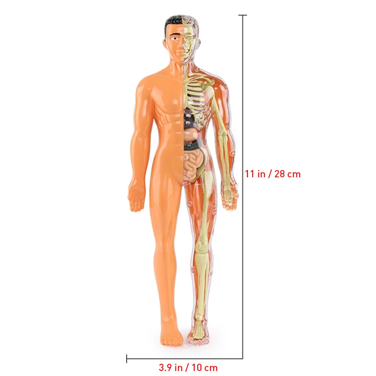 Half Transparent 3D Human Body Anatomy Model DIY Skeleton Model for Kids Gift