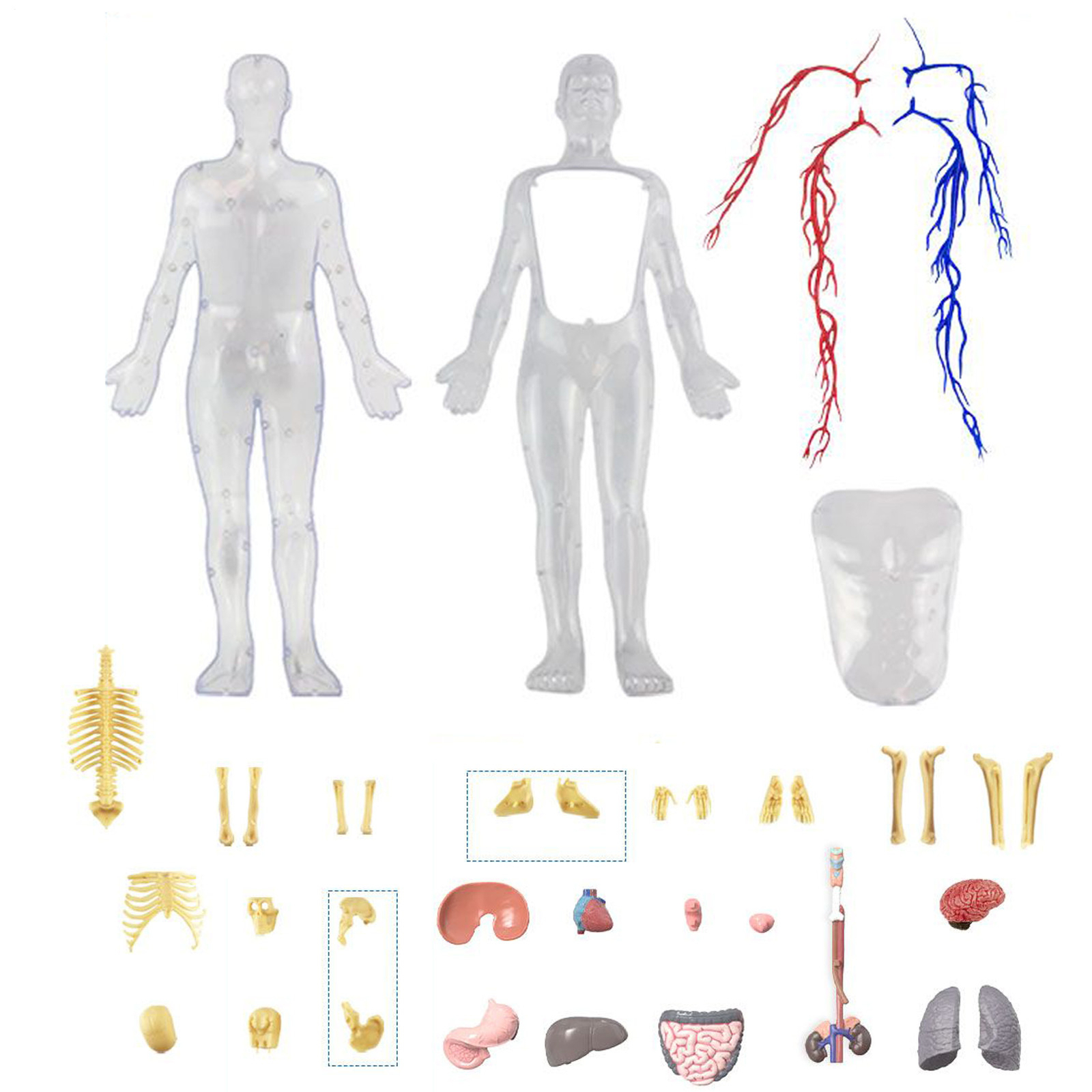 4D Human Body Anatomy Model DIY Skeleton Toys Educational Science Kit for Kid