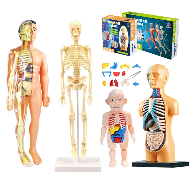 Interactive 3D Human Body Torso Model for Kids – Educational DIY Toy